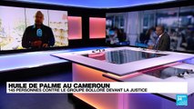Cameroun : le groupe Bolloré accusé de non respect des droits environnementaux dans ses plantations d'huile de palme
