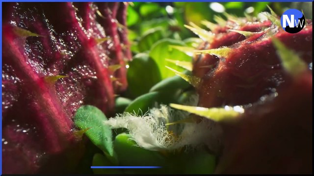 Your Weekend in 60 Seconds - Ant and Dec return with Limitless Win; David Attenborough debuts The Green Planet; and Swindon Town take on Man City in a David vs Goliath FA Cup clash