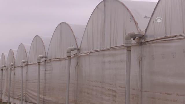 ŞANLIURFA - Türkiye'den 54 ülkeye 363,3 milyon dolarlık domates ihracatı