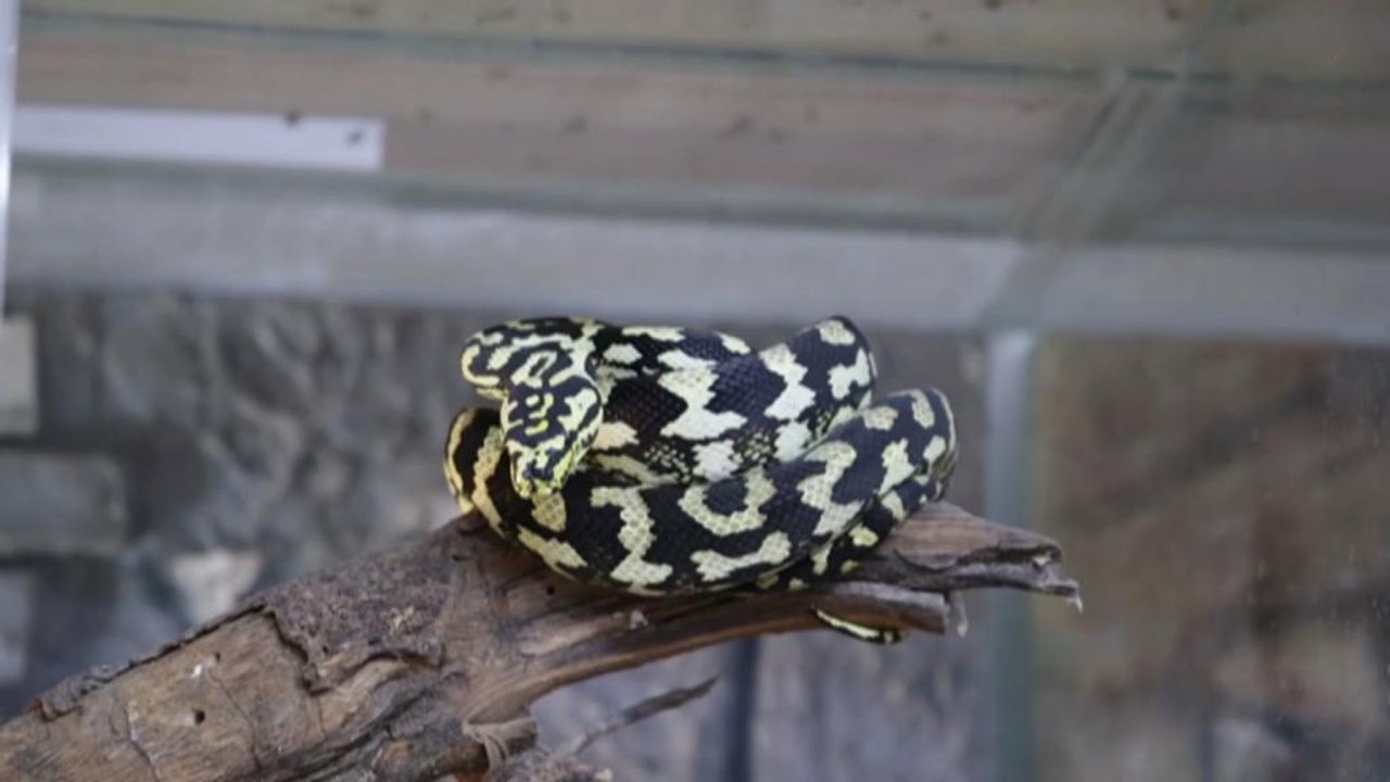 Schlangen als Haustiere