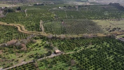 Mandalina ihracatı düşen rekolteye rağmen arttı