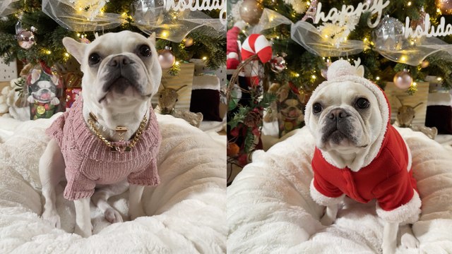 'Cute French Bulldog changes into Santa suit ahead of Christmas 2021 '