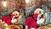 'Fluffy Santa skips Christmas to chill and enjoy his treats '