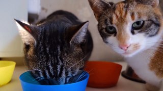 Cat Dinner Time | Funny Cats | Cute Cats | AR Studio