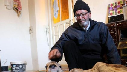 İneği doğum yaptı, buzağıyı görünce inanamadı! Şimdi ağlayarak yardım istiyor