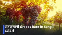 शेतकऱ्यांनी Grapes Rate In Sangli ठरविले _ Grapes Rate In Maharashtra _