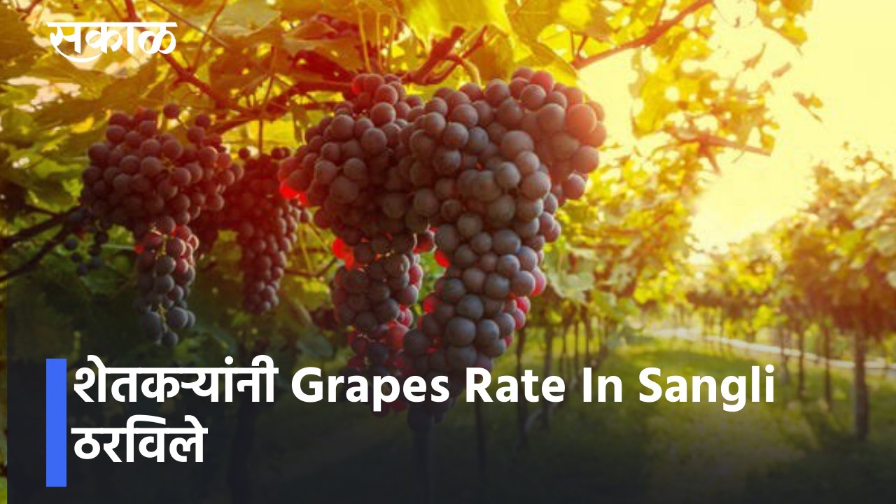 शेतकऱ्यांनी Grapes Rate In Sangli ठरविले _ Grapes Rate In Maharashtra _