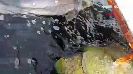 Kocaeli'de kurşunlanarak öldürülmüş olan bir yunus kıyıya vurdu