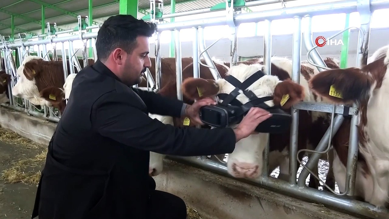 Sanal gerçeklik gözlüğüyle ineklerin süt verimliliği arttı
