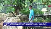 Baha dan Gia, 2 Bayi Singa Baru di Kebun Binatang Bandung