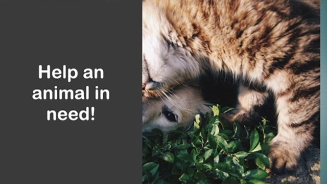 These pets need a loving home in the north east