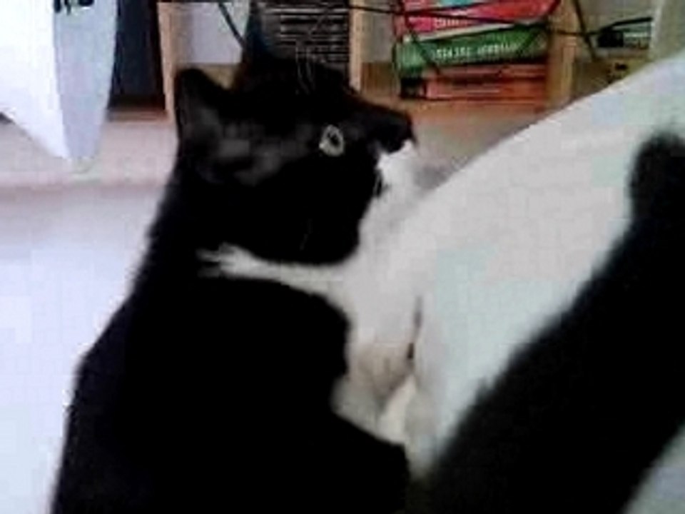 Cédille à la maison bis