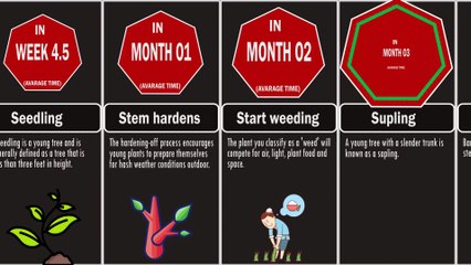 The Plant Life Cycle from Seed to Dead Decaying Tree.