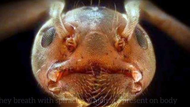 Ants are 1 million per 1 human. Watch to know facts about ants.