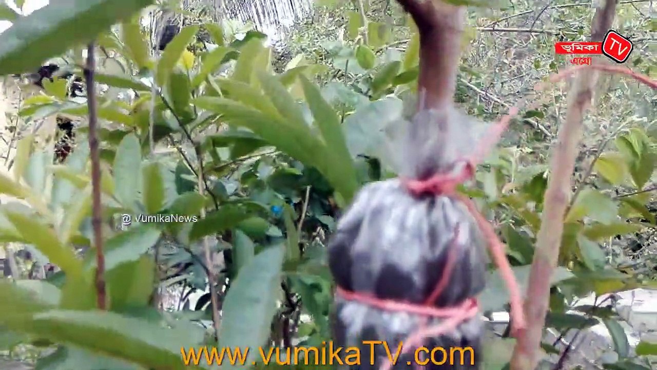 পেয়ারা গাছের কলম পদ্ধতি |_How To Grow Guava From Air Layering | Guava Tree Air Layering Technique  Vumika TV | Vomika Agro