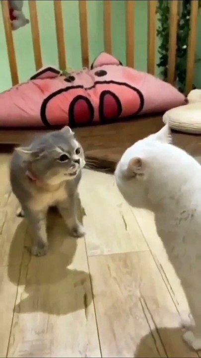 Cat - quarrel