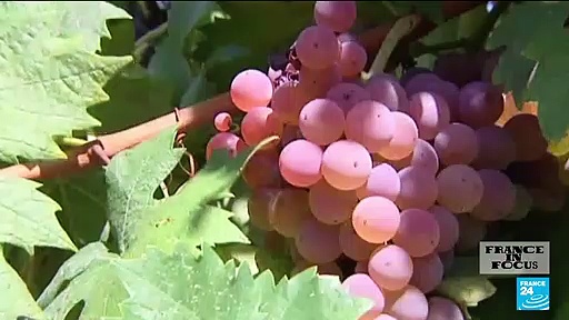 How lobbies weigh on alcoholism prevention efforts in France