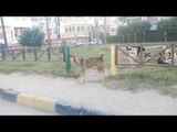 الكلاب الضالة تهاجم سكان رأس البر.. ومواطنون يطالبون بالتدخل لإنقاذهم