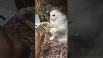 Kitty Ready to Throw Hands