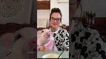 Pet Pig Happily Feeds on Yogurt