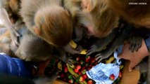 feeding strawberry and banana || monkey like to eat stwaberry and banana