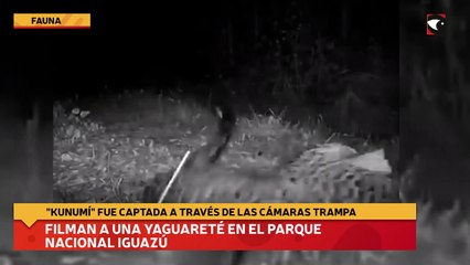 Filman a una Yaguareté en el Parque Nacional Iguazú