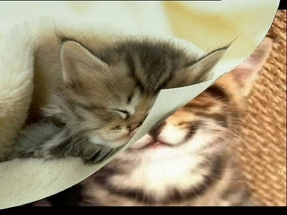 Chaton