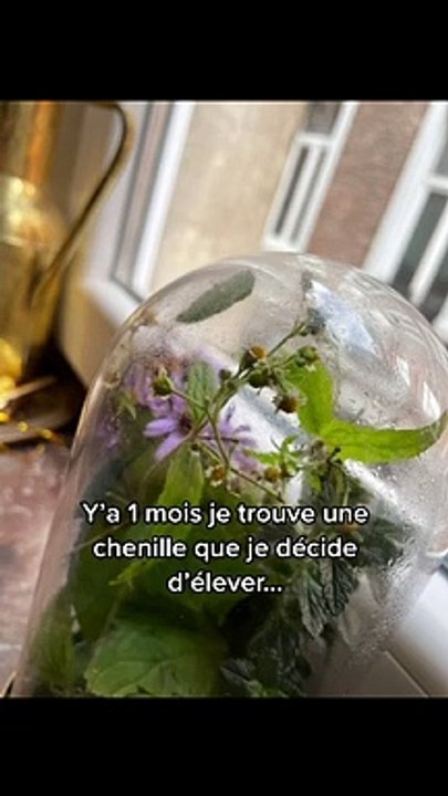 Élever une chenille jusqu’à ce qu’elle devienne un papillon