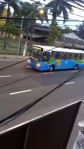 Cachorro late na tentativa de parar ônibus