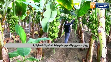 النشرة الأمازيغية لليلة الجمعة 07 جانفي 2022