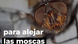 Remedios caseros para alejar las moscas del hogar | ActitudFem