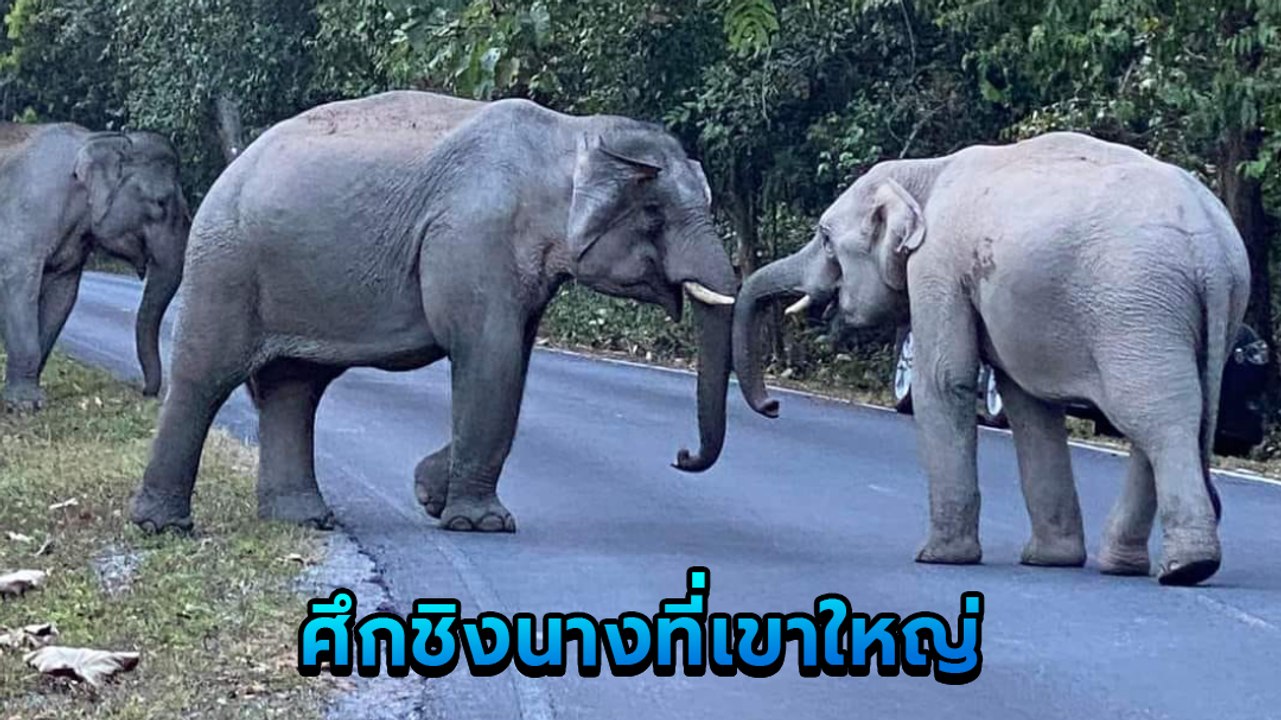 ตื่นตา ! ศึกชิงนางช้างเขาใหญ่ ปิดถนนเปิดศึกสู้กันไม่ถอย