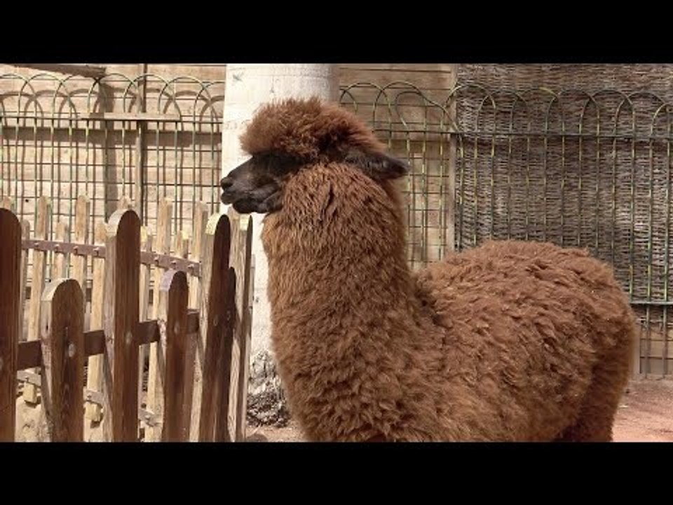 معلومات عن حيوان الألبكة في أول يوم له بحديقة الطفل