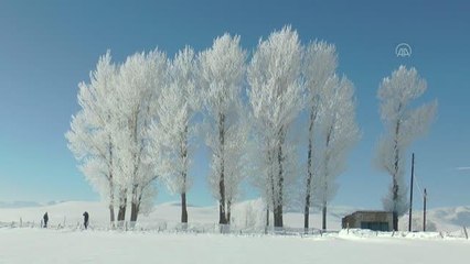 Soğuk hava nedeniyle ağaçlarda kırağı oluştu