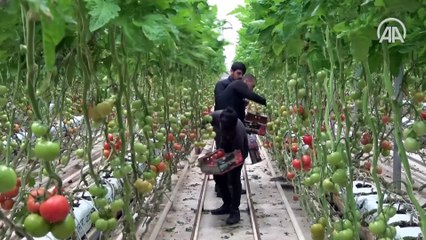 Dondurucu soğukta termalle 1500 ton domates üretildi