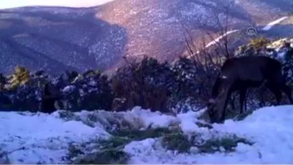 Akdağ'daki kızıl geyikler fotokapanla görüntülendi