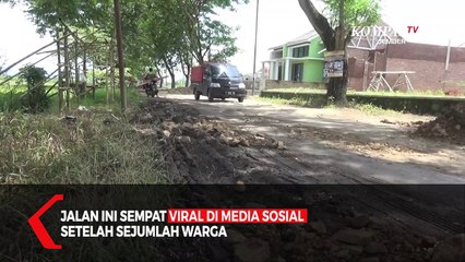 Jalan Sepanjang 5 Kilometer Rusak Parah, Warga Tanami Padi di Atasnya