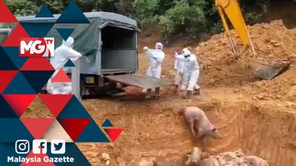 MGNews : Proses Pelupusan Babi Positif ASF
