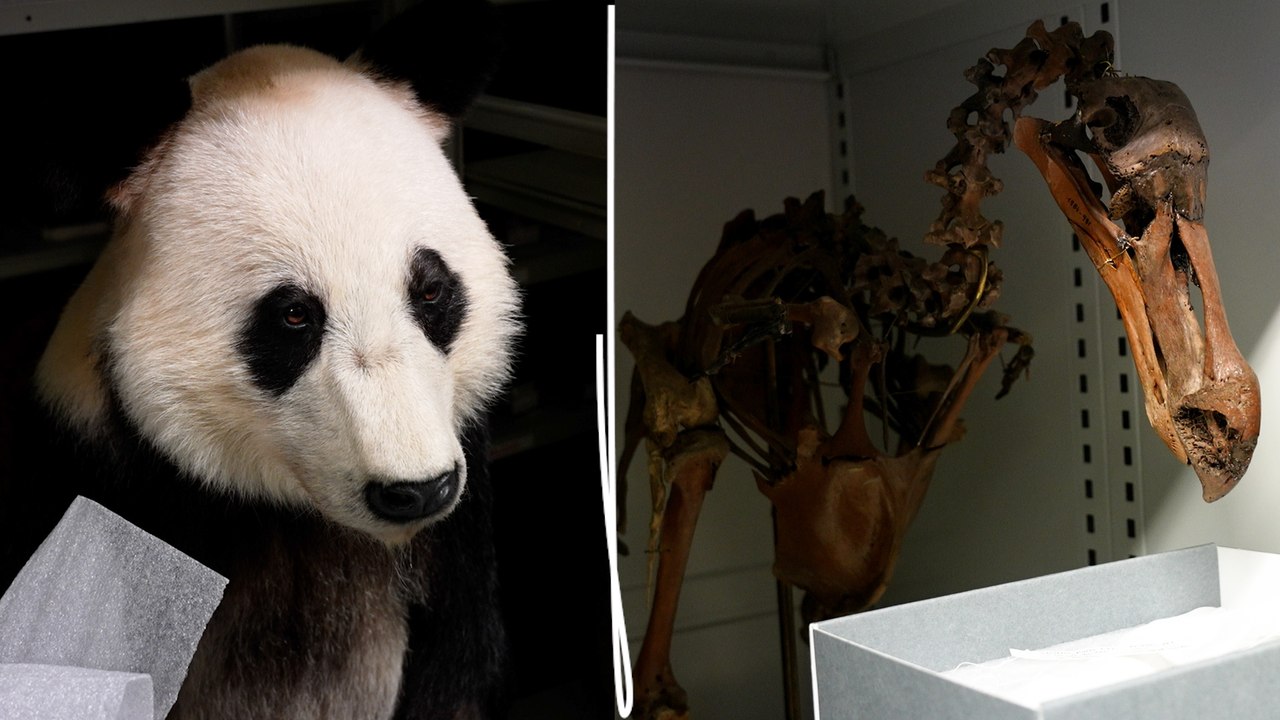 Découvrez les trésors cachés de la réserve souterraine du Muséum d’histoire naturelle