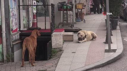 15 yaşındaki çocuğa 5 sokak köpeği saldırdı... O anlar kamerada