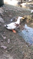 Duck  Beautiful Video By Kingdom of Awais