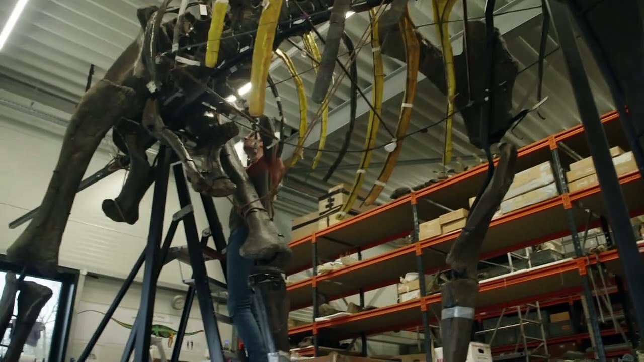 Dinos: Wo “Diplodocus” draufsteht, ist nicht immer einer drin