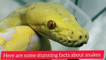 Facts about snakes.