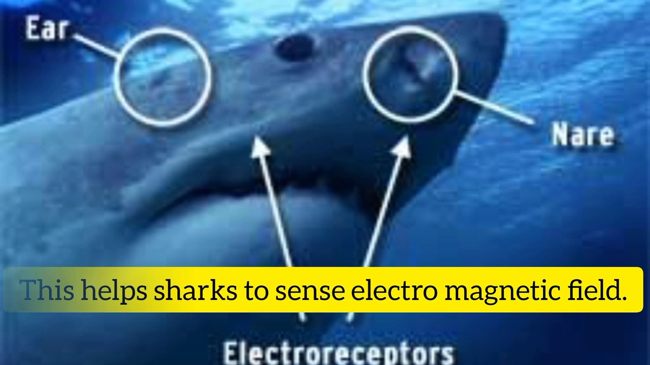 Shockingly facts about sharks