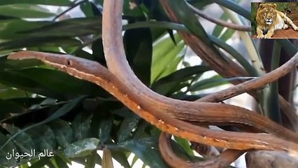The most bizarre snake in the world and you've certainly never heard of it 0