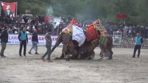 SPOR Bodrum'da geleneksel deve güreşi festivali yapıldı