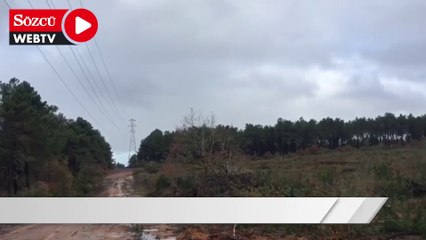 Ümraniye’de devlet ormanında ağaç kıyımı