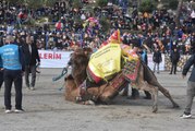Son dakika haberi! Bodrum'da geleneksel deve güreşi festivali yapıldı