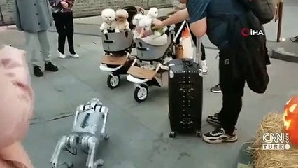 Büyük ilgi çekti: Robot köpeği yürüyüşe çıkardı