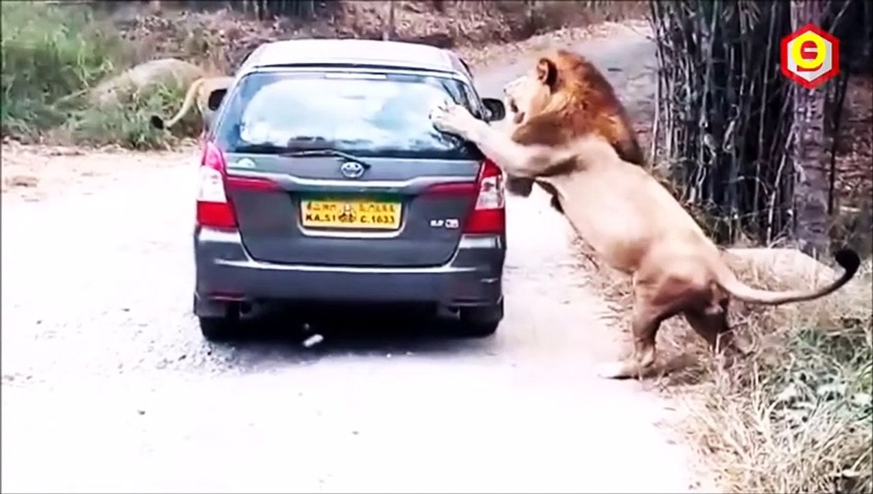 Binatang buas yg nakal